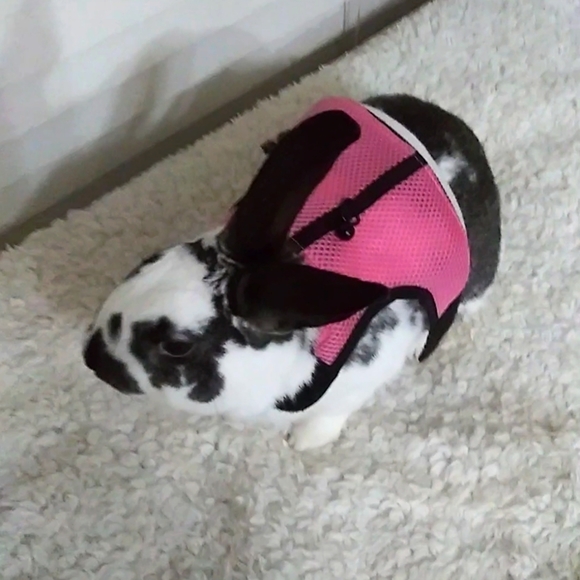 Ware Manufacturing Nylon Walk-N-Vest Pet Harness For Small Pets - Picture 13 of 13